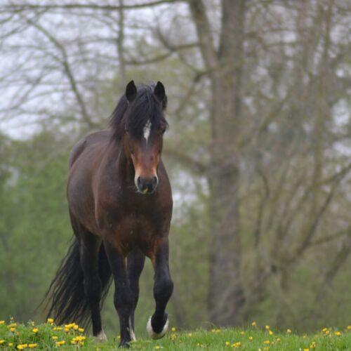 Holsteins Namur