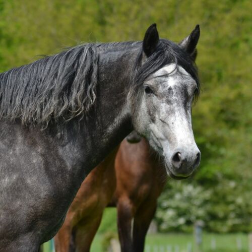 Holsteins Schneeflocke